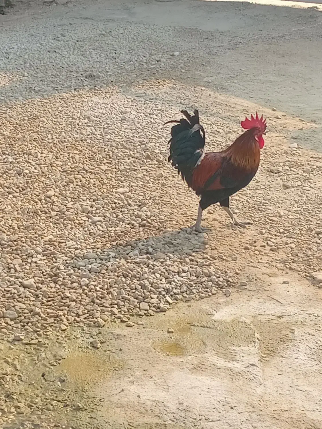 خروس بندر دیر|حیوانات مزرعه|بندر دیر, |دیوار