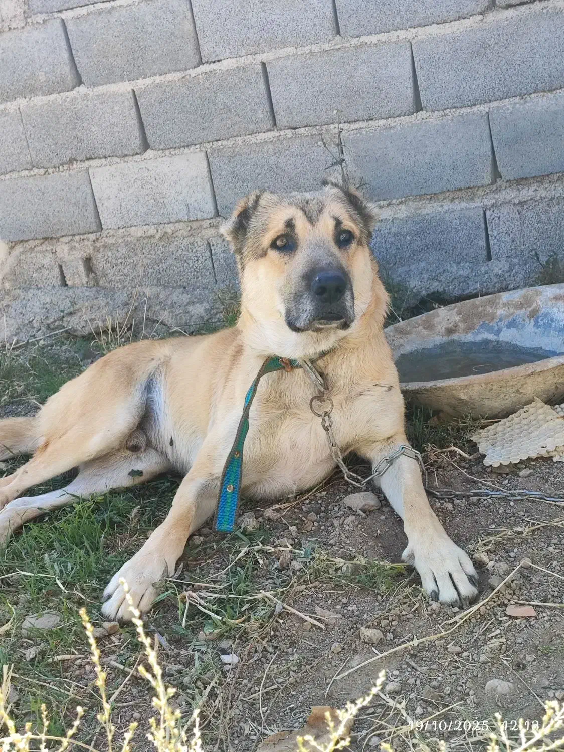 نگهبان و گله|سگ|اهر, |دیوار