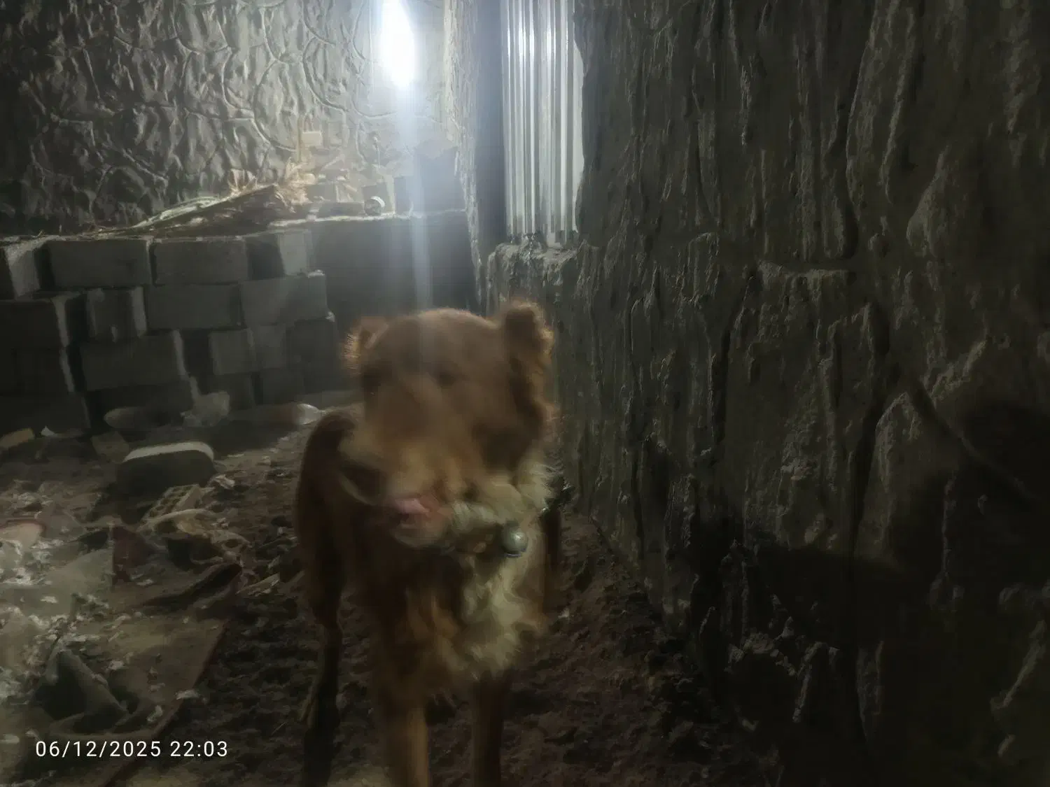 سگ برای نگهبانی|سگ|رفسنجان, |دیوار