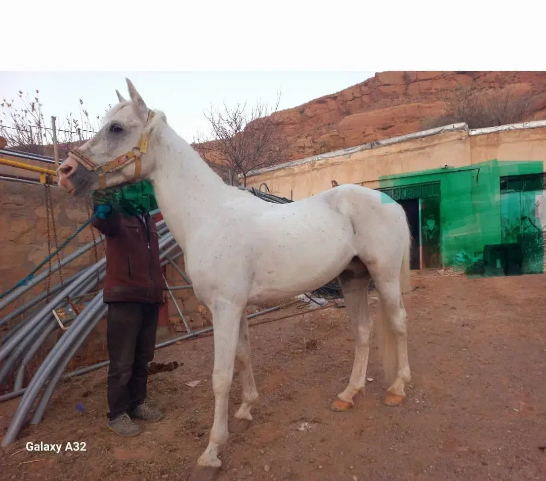 فروش اسب نر|اسب و تجهیزات اسبسواری|تبریز, |دیوار