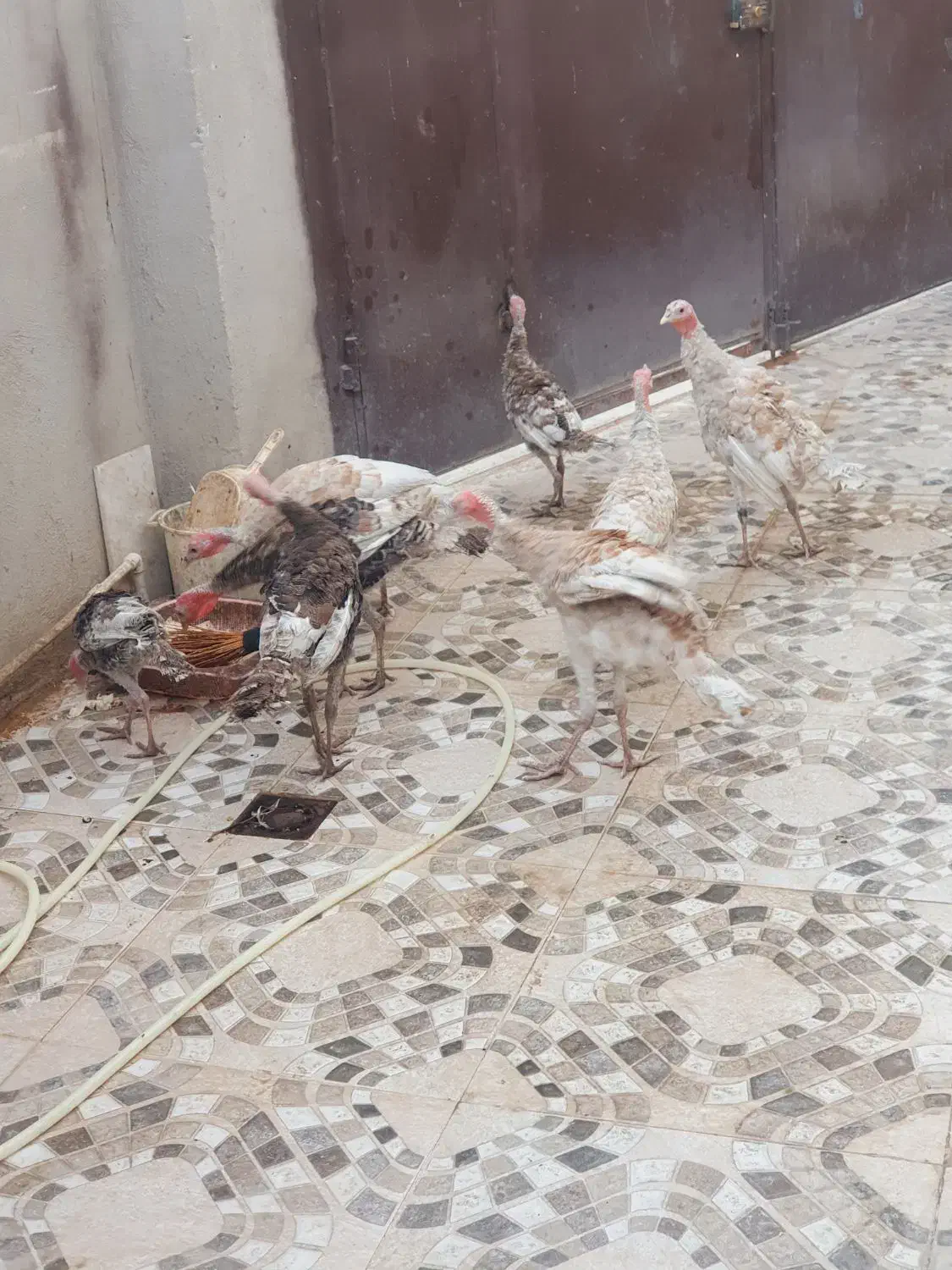 بوقلمون|حیوانات مزرعه|سرپل ذهاب, |دیوار