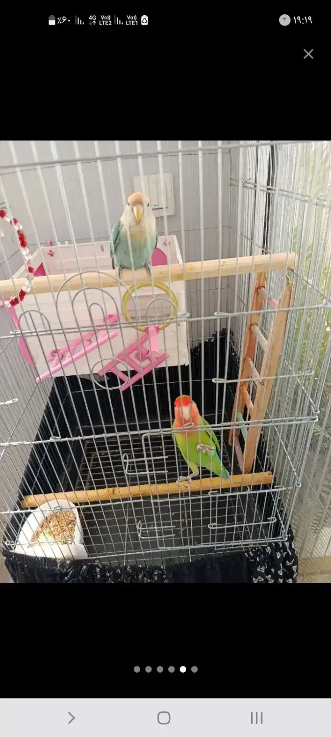 طوطی برزیلی مولد|پرنده|رودهن, |دیوار