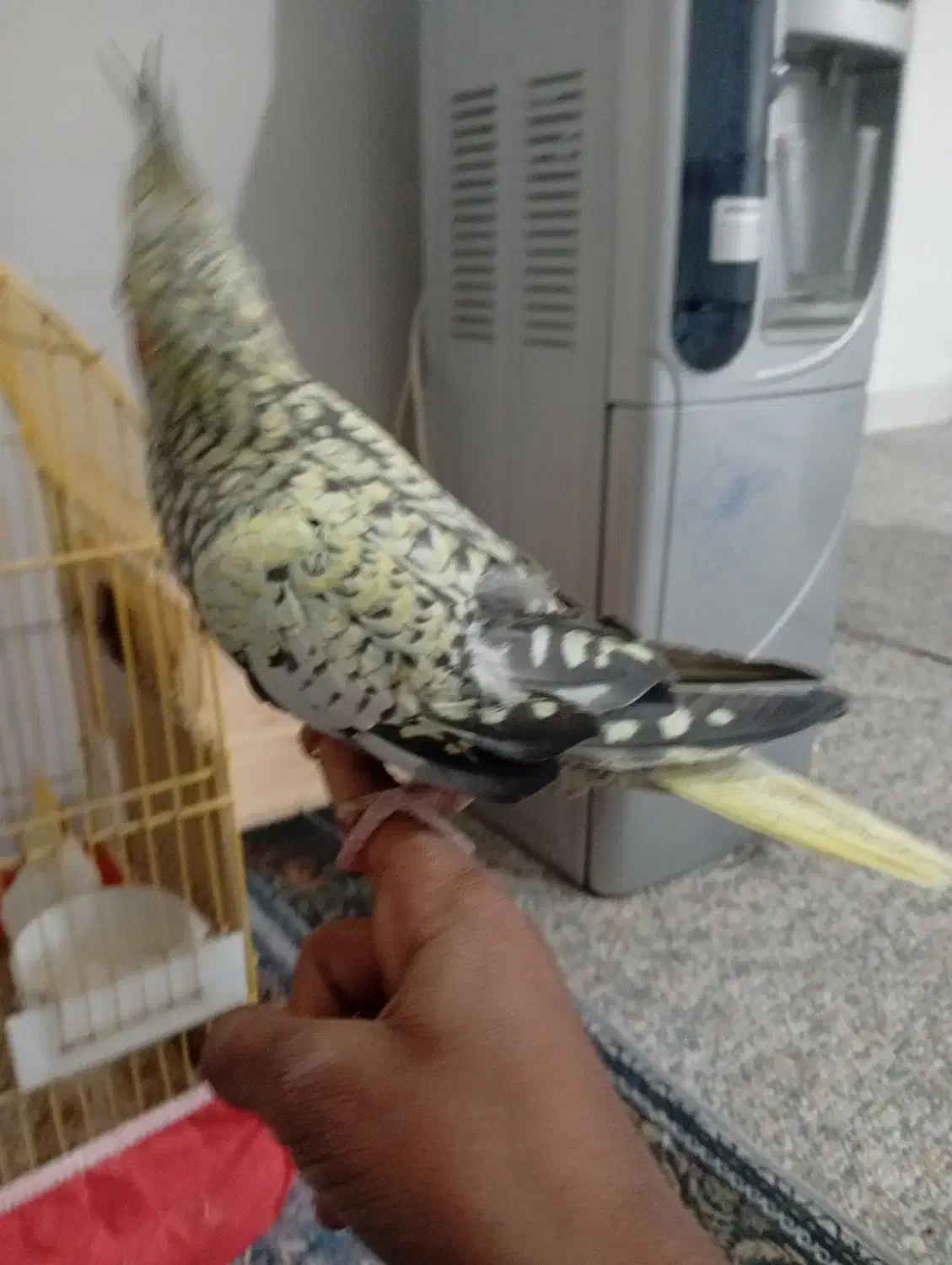 عروس هلندی|پرنده|لامرد, |دیوار