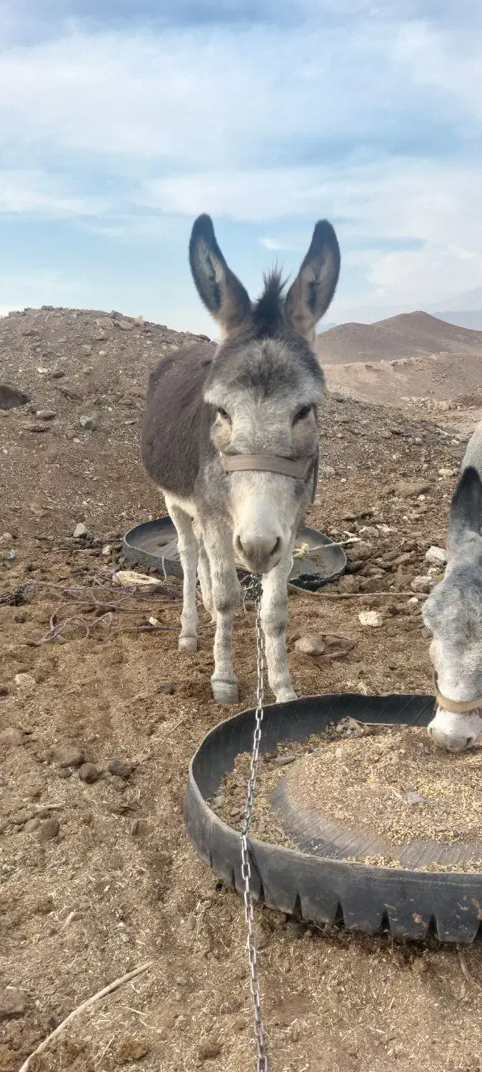 فروش یک الاغ نر اخته|حیوانات مزرعه|سمنان, |دیوار