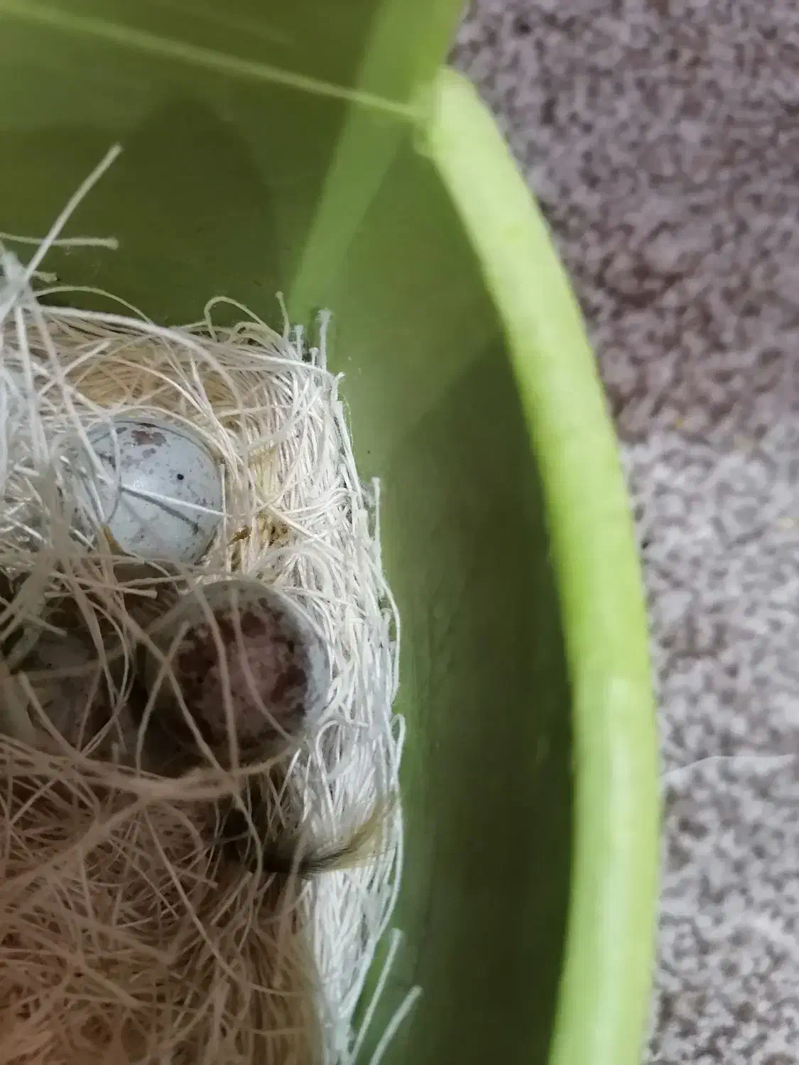 جفت قناری|پرنده|شادگان, |دیوار