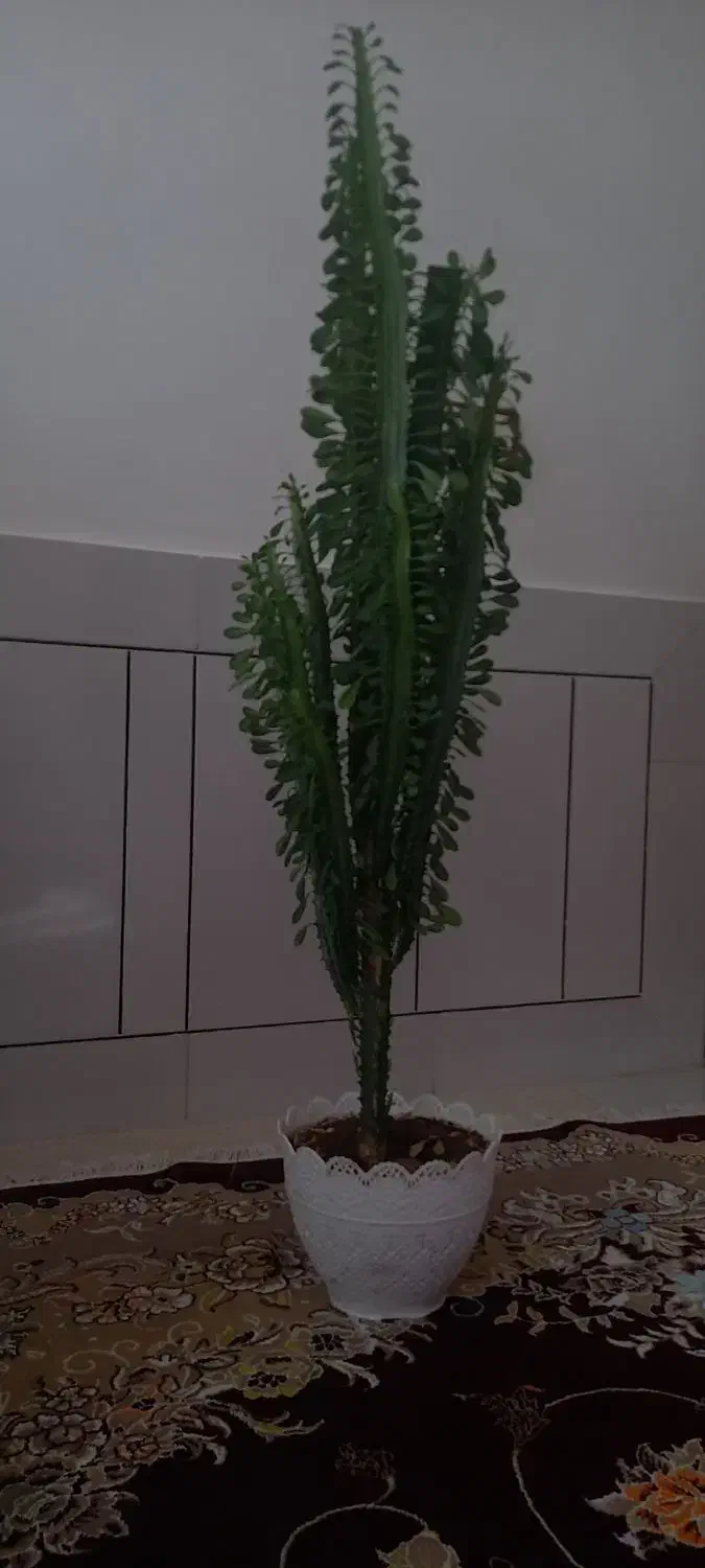 گل کاکتوس وگل دیفنباخیاهرعدد۷۵۰هزارتومان|گل و گیاه طبیعی|لردگان, |دیوار