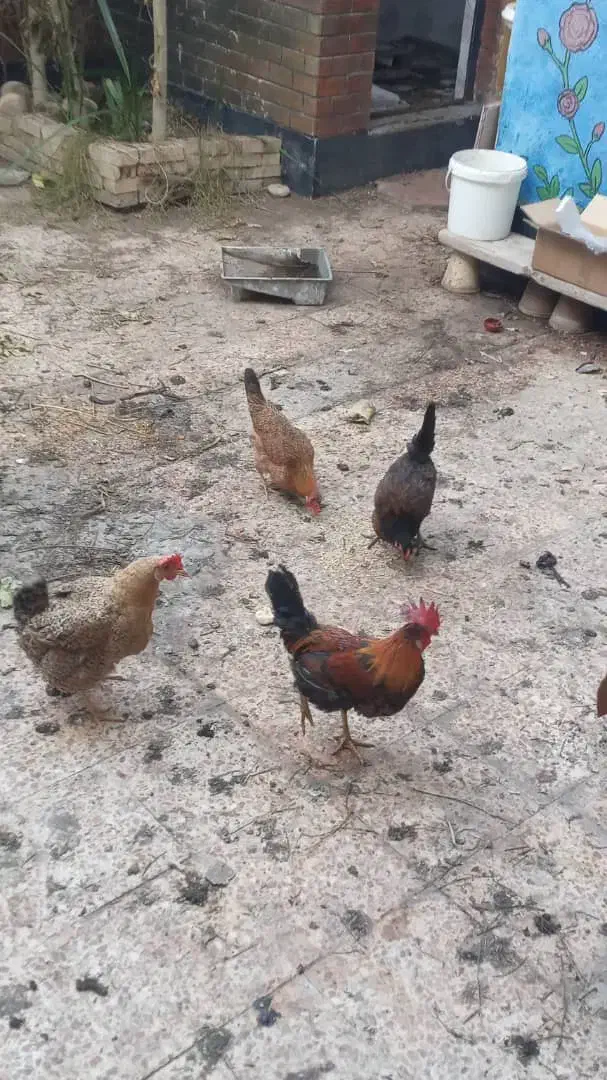 مرغ و خروس محلی|حیوانات مزرعه|اهواز, پردیس|دیوار