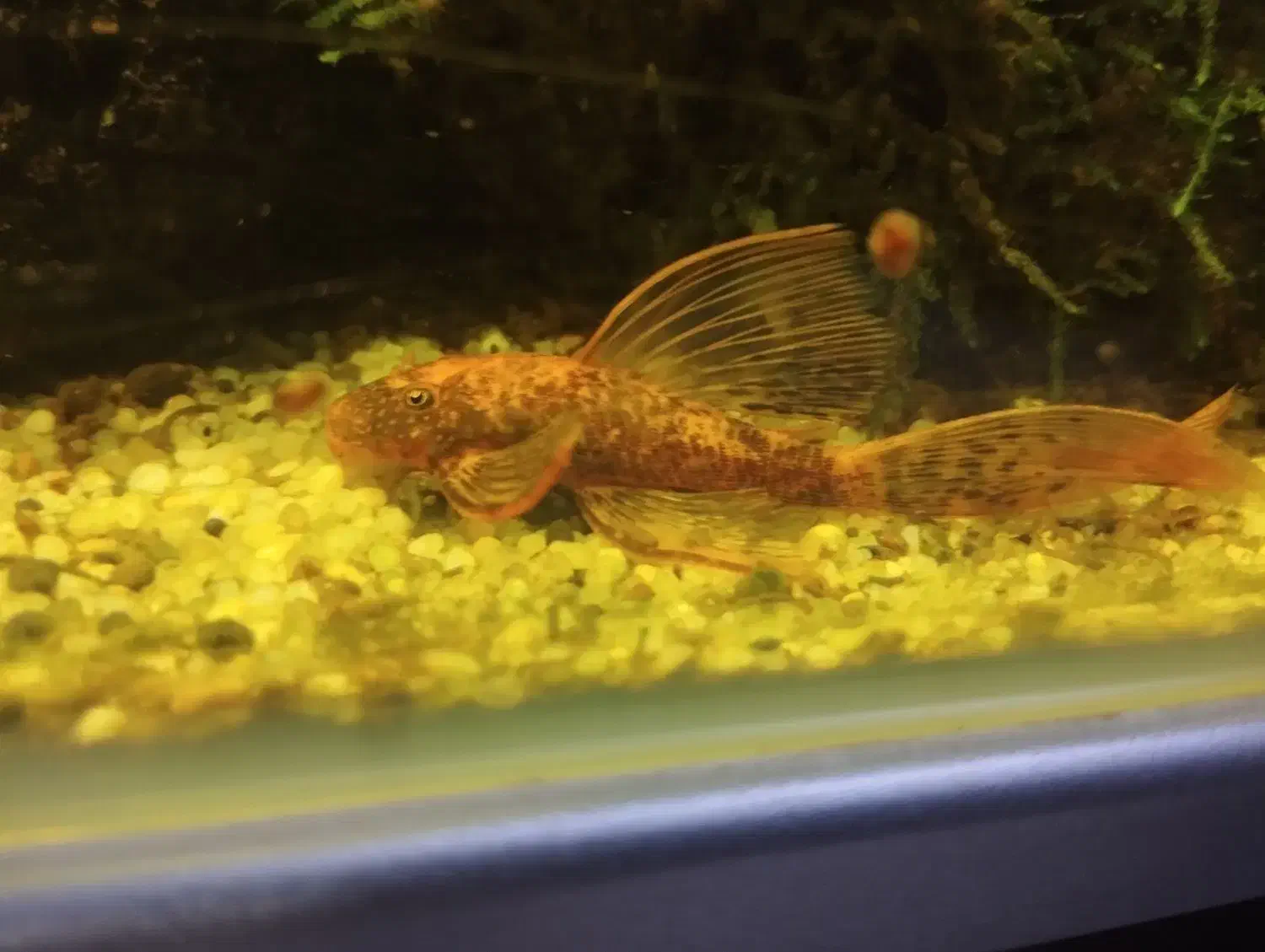 جفت پیش مولد کت رد ماربل سوپر باله|ماهی|مشهد, تربیت (صدف)|دیوار