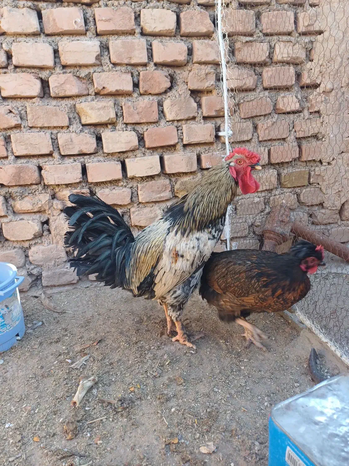 مرغ وخروس.|حیوانات مزرعه|فردوس (خراسان), |دیوار