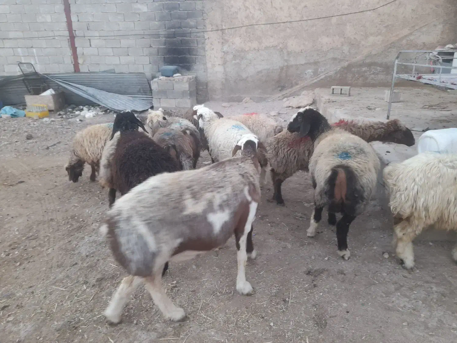 فروش 12راس شیشک داشتی/بره ماده داشتی|حیوانات مزرعه|شیراز, کوشک بیدک|دیوار