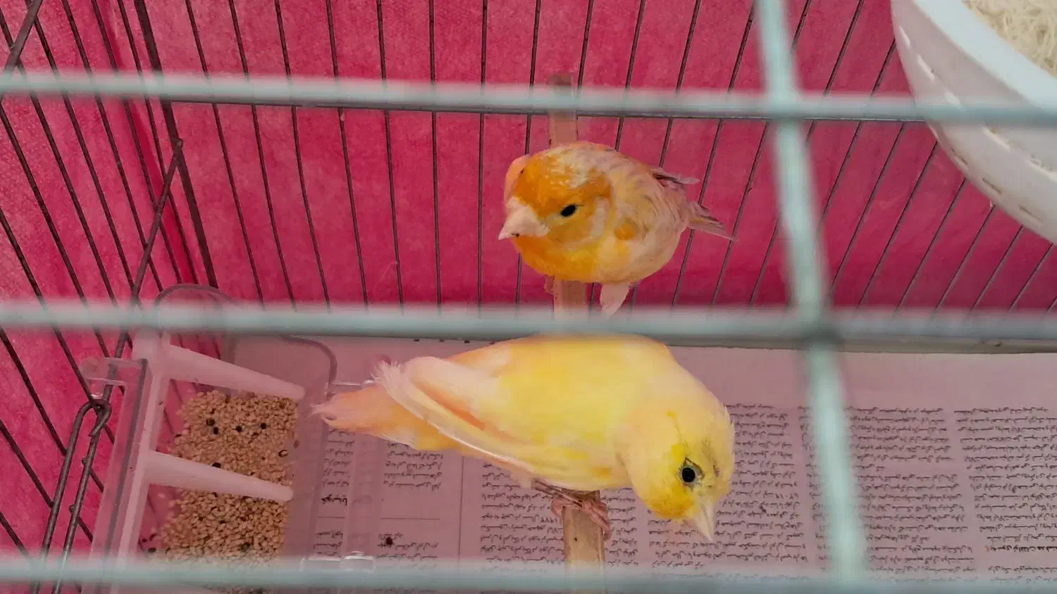 قناری|پرنده|صحنه, |دیوار