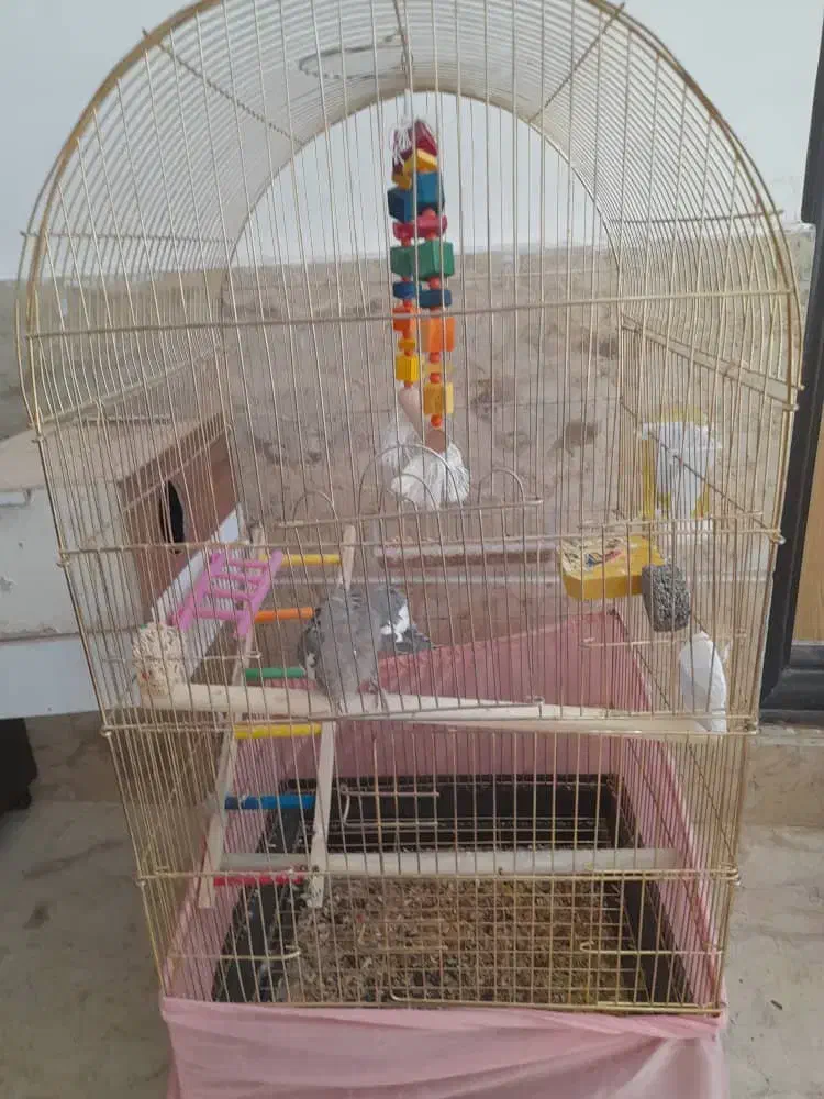 عروس هلندی با قفس|پرنده|کوهدشت, |دیوار