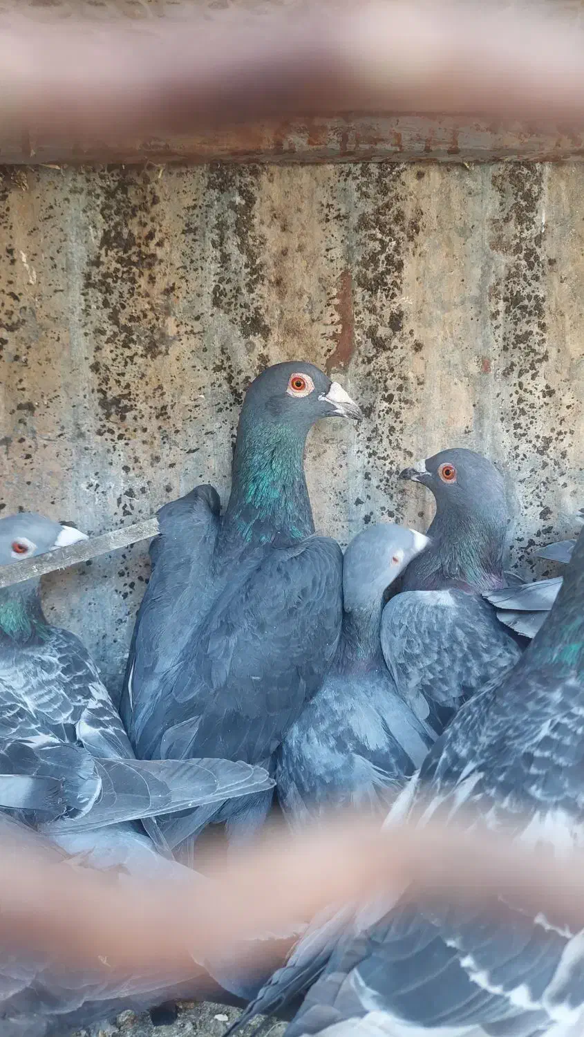 کفتر زیل و مگسی کبوتر|پرنده|بوئین زهرا, |دیوار