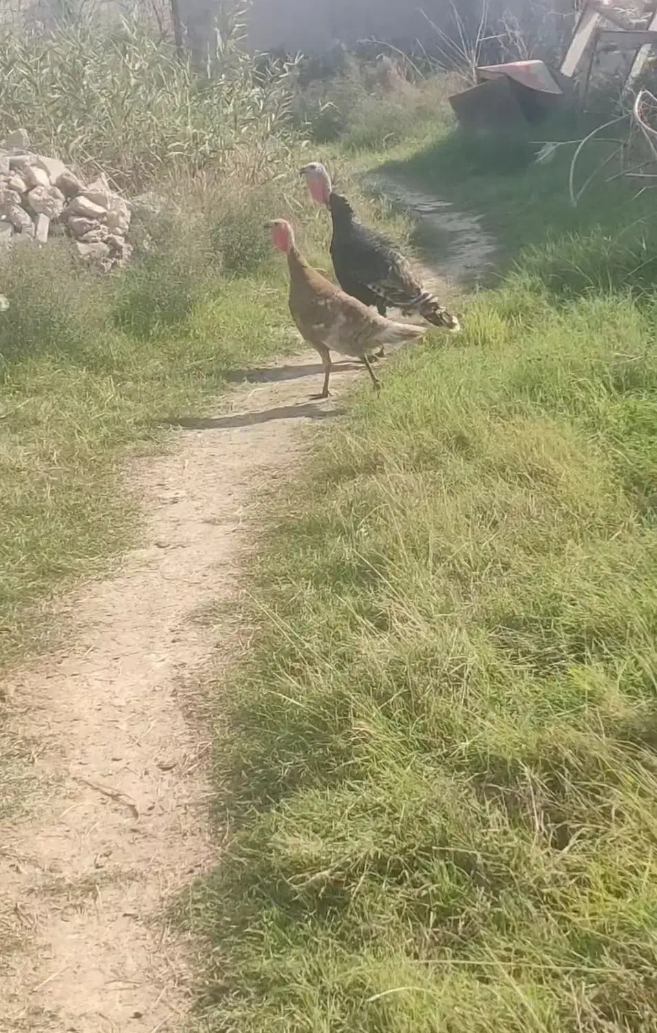 بوقلمون و غاز|حیوانات مزرعه|گرگان, |دیوار