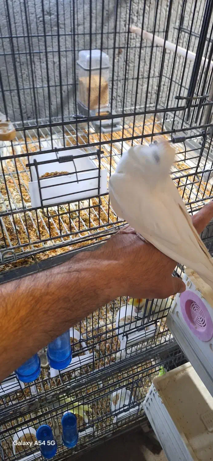 فروش عروس هلندی|پرنده|گیان, |دیوار