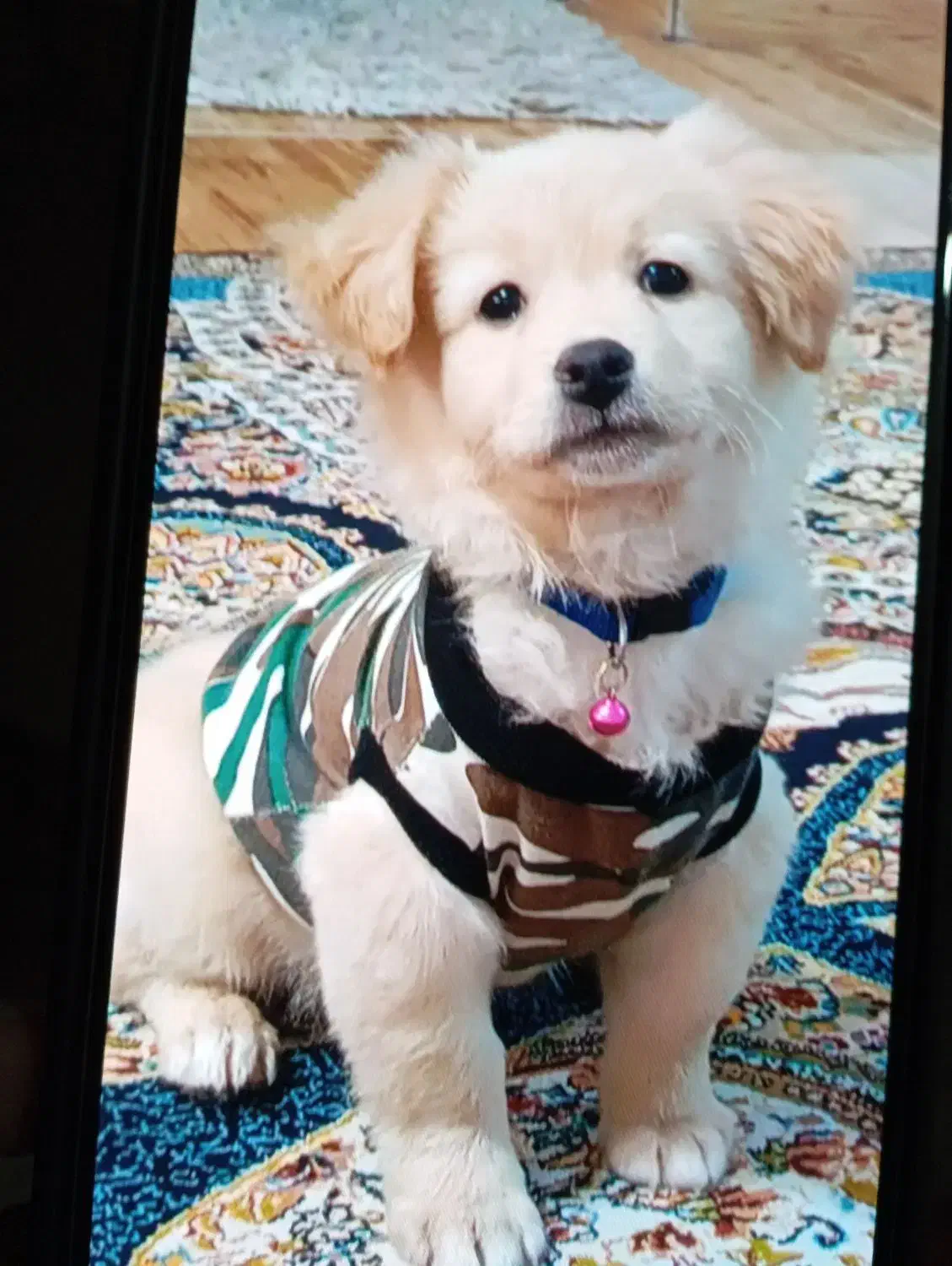 سگ فروشی|سگ|مشکیندشت, |دیوار