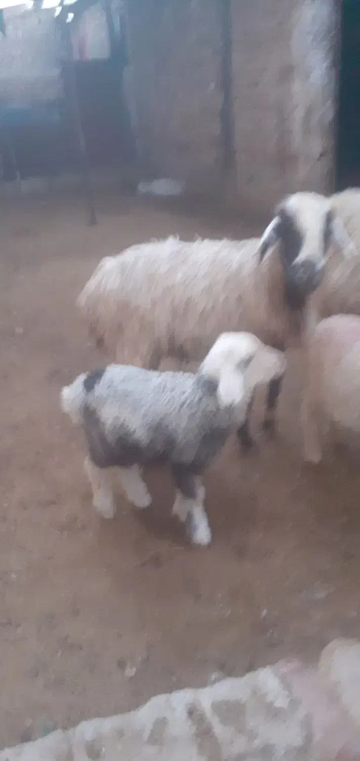 میش برداره|حیوانات مزرعه|مرودشت, ده بید|دیوار