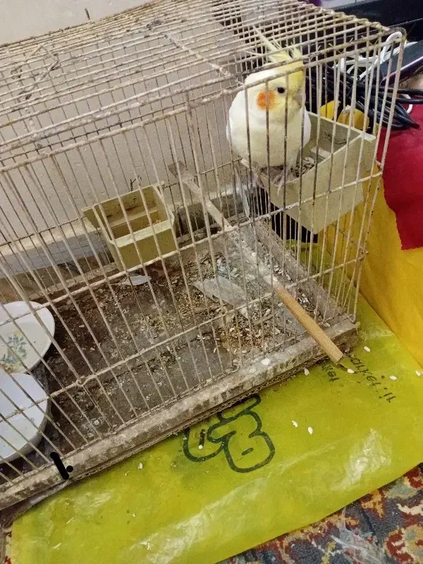 عروس هلندی|پرنده|یزد, |دیوار