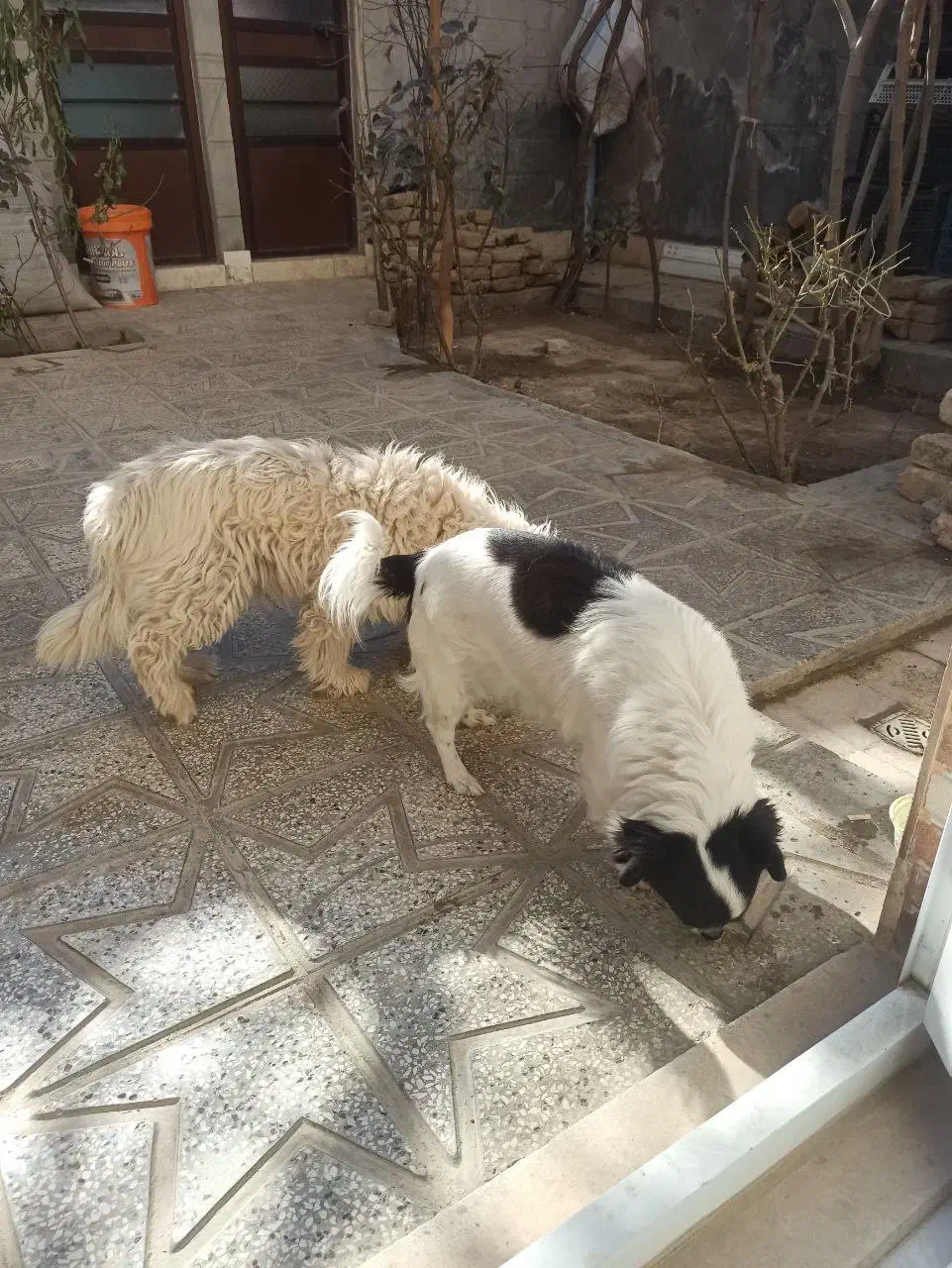 فروشی|سگ|شیروان (خراسان), |دیوار