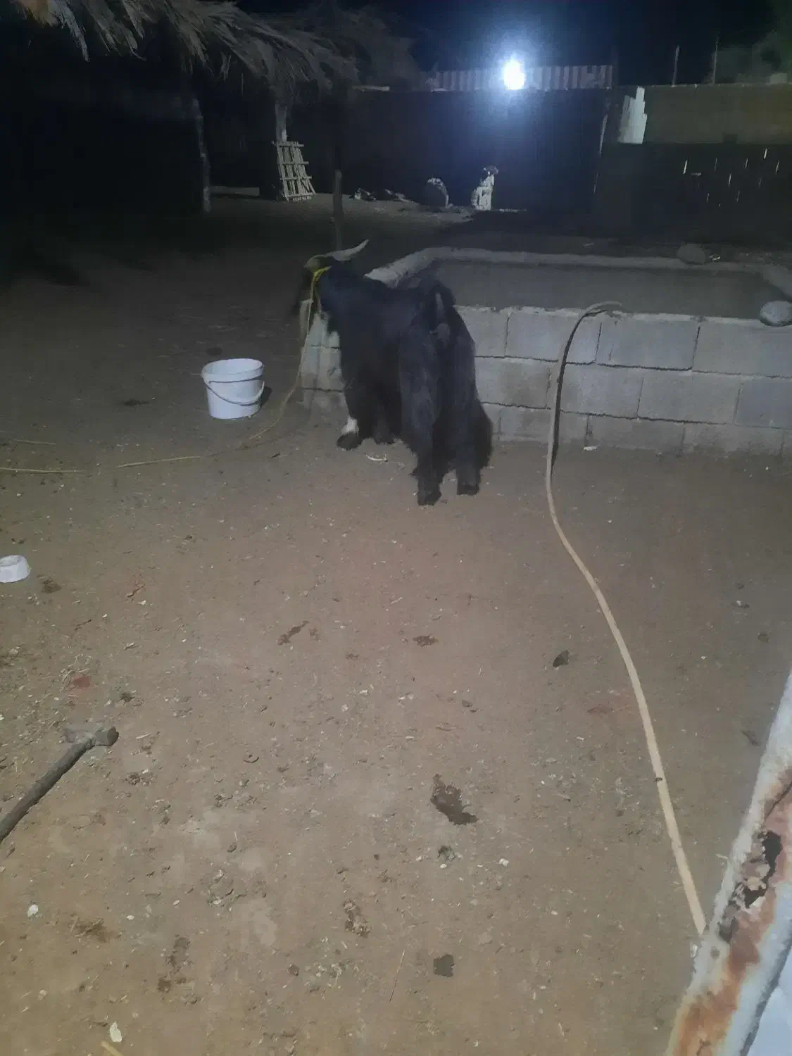 بز نر|حیوانات مزرعه|شادگان, |دیوار