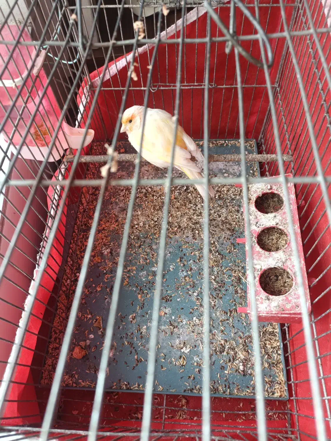 قناری ماده سفید موزاییکی|پرنده|مبارکه, |دیوار