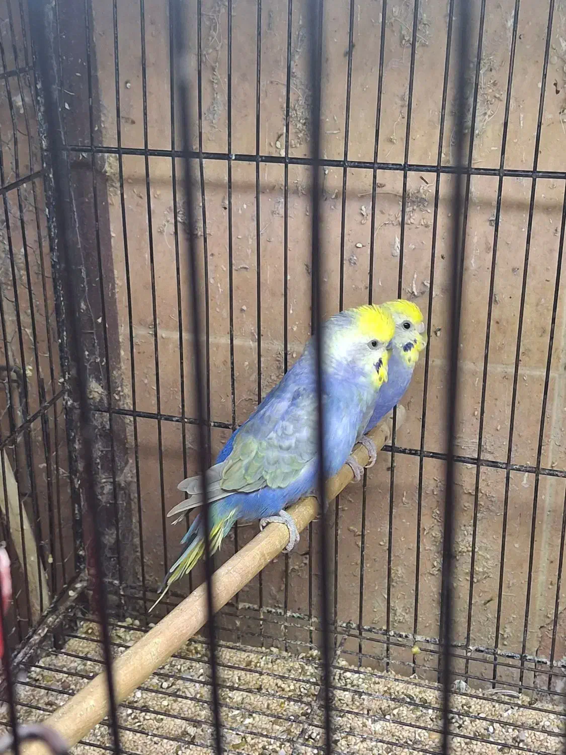 مرغ عشق رینبو ویولت|پرنده|تهران, امام زاده عبدالله|دیوار