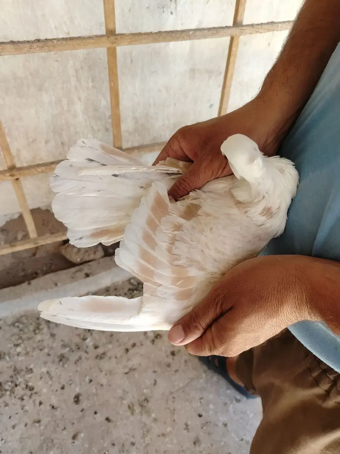 کربلایی کلاغ کاکل|پرنده|نیشابور, فردوسی جنوبی|دیوار