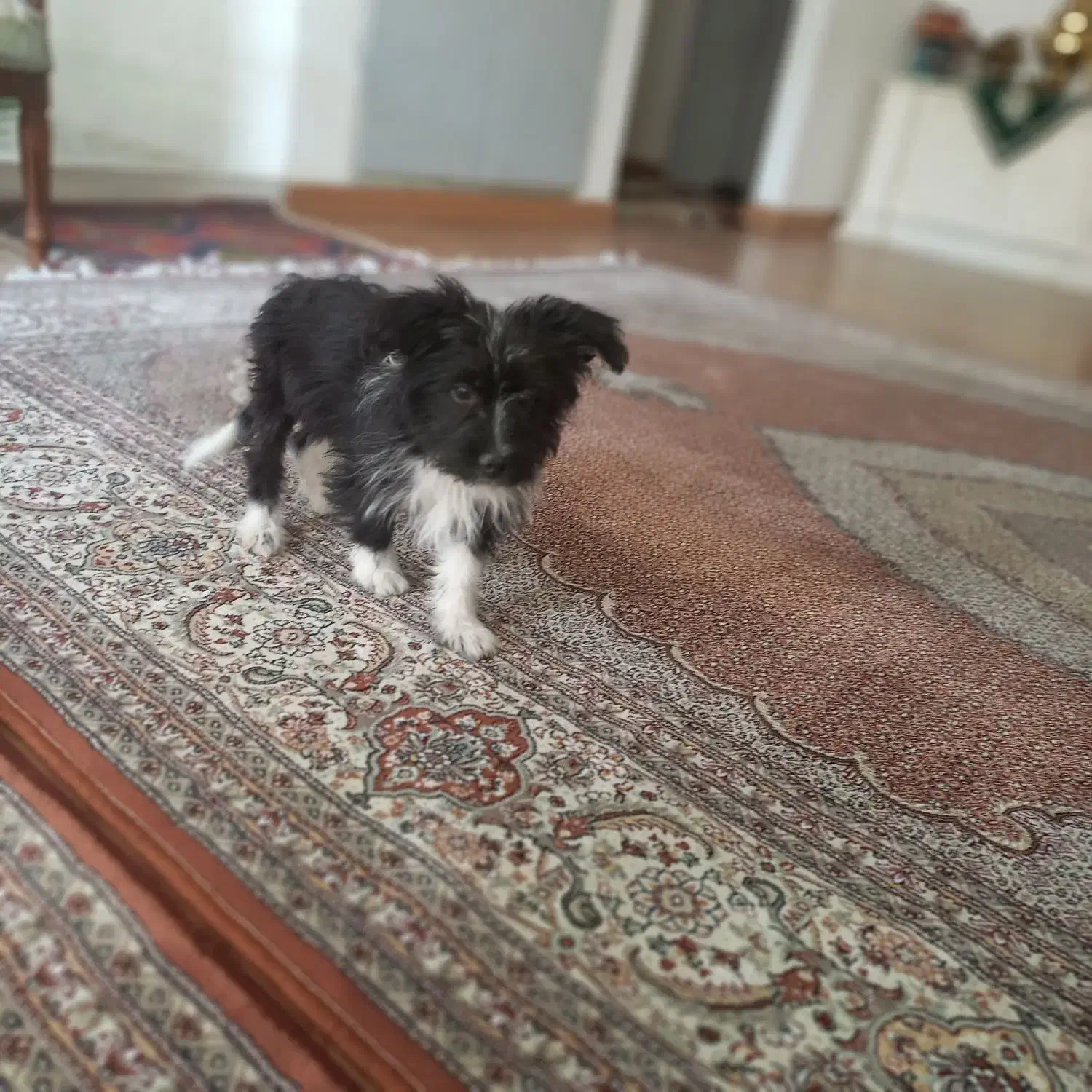 گمشده|حیوانات|اراک, |دیوار