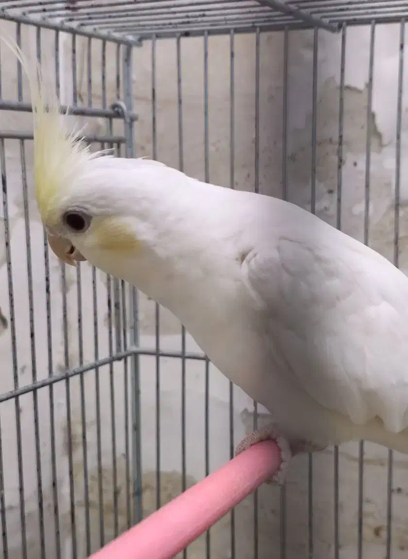 عروس هلندی کرم فیس|پرنده|اهواز, زیتون کارمندی|دیوار