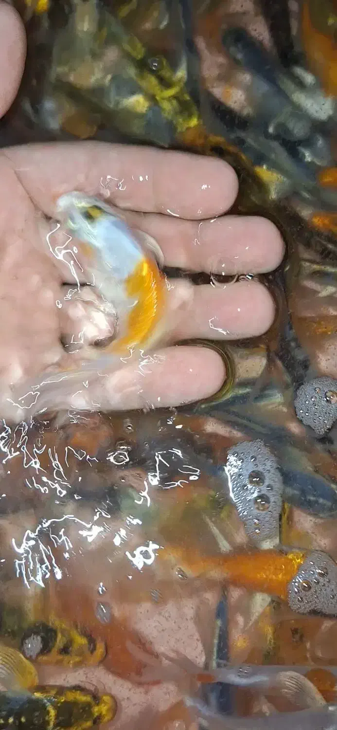 کوی پوست چرم باله بلند|ماهی|چهارباغ, |دیوار