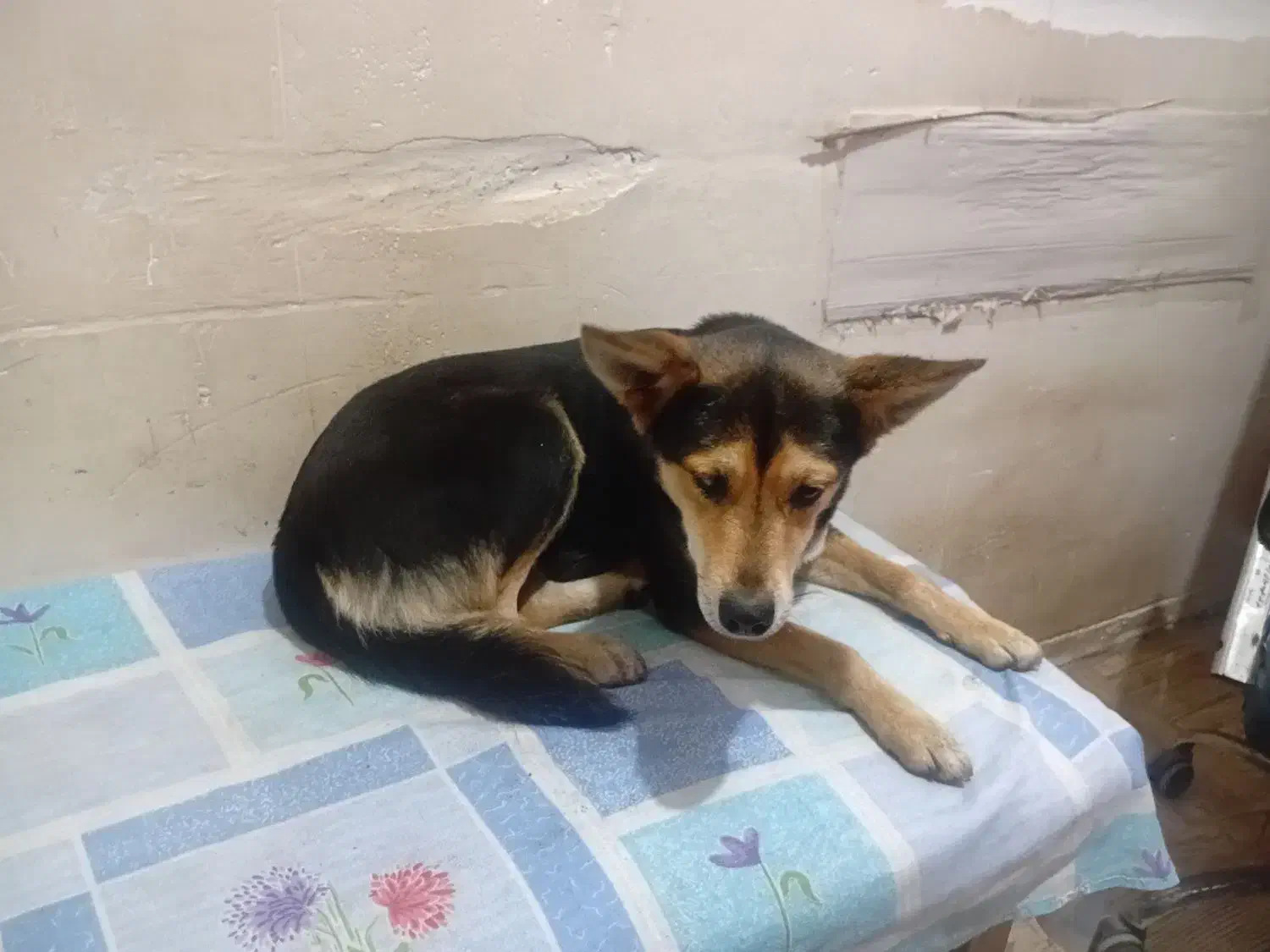 سگ ماده|سگ|خمام, |دیوار