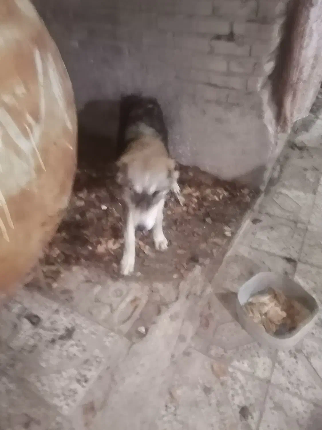 توله الابای 6ماه|سگ|گنبد کاووس, |دیوار