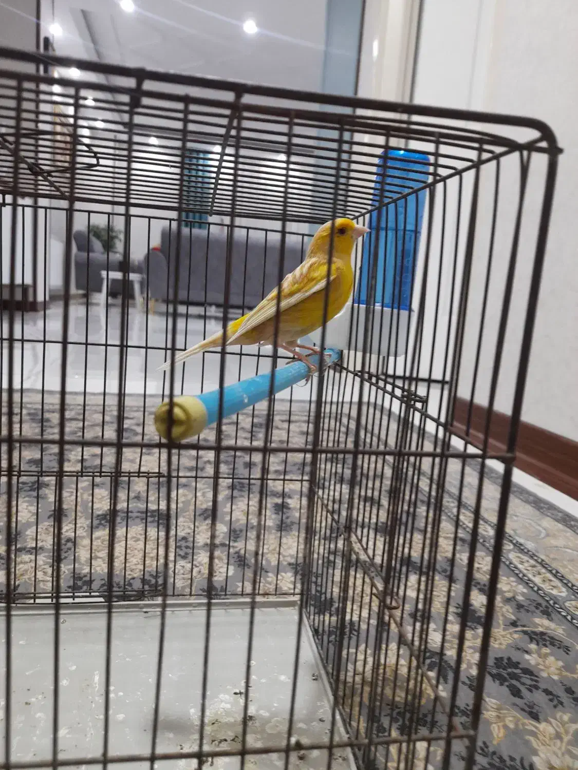 قناری نر|پرنده|پردیس, فاز ۸|دیوار