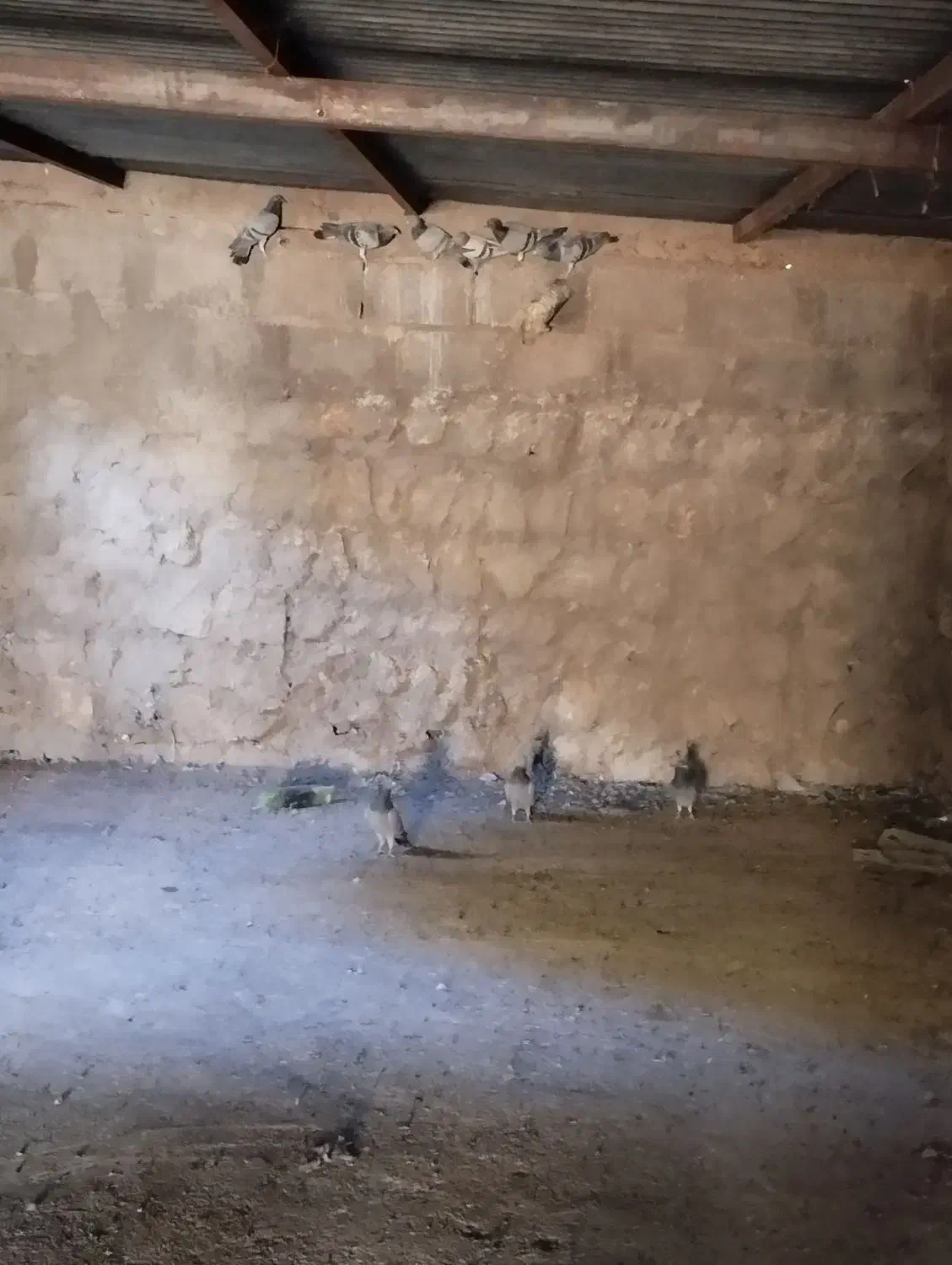 کبوتر مسافتی برگشته|پرنده|چرداول, |دیوار