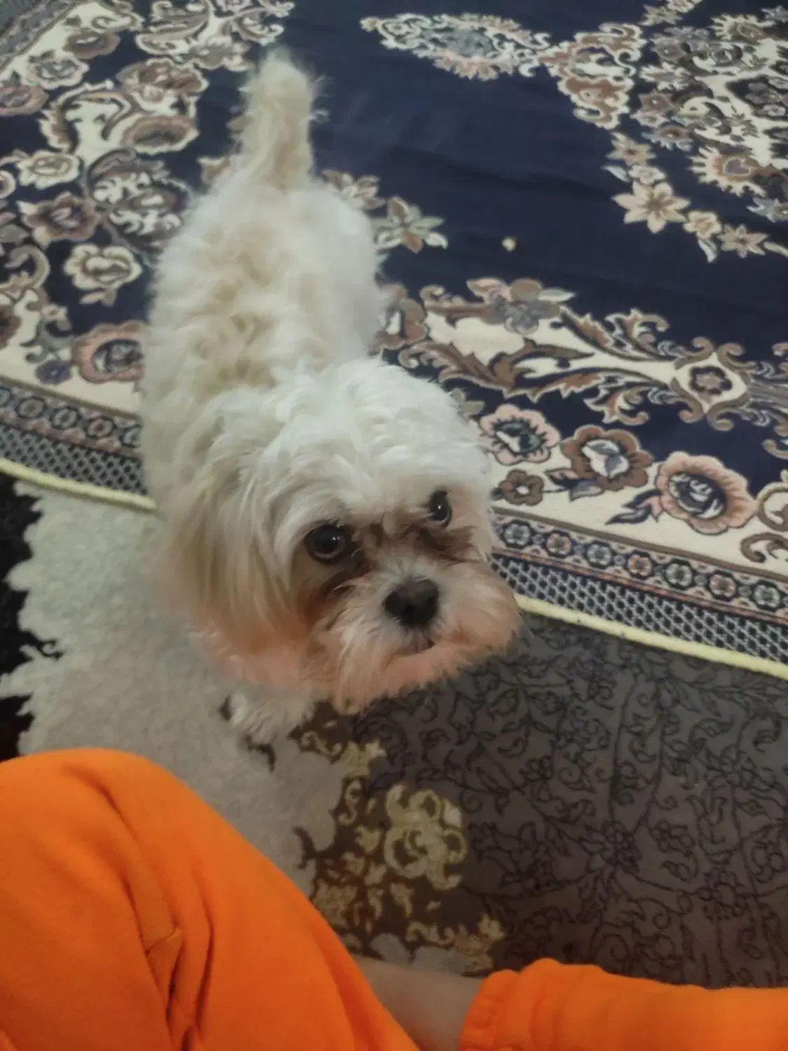 سگ سفید|سگ|مشهد, یاس|دیوار