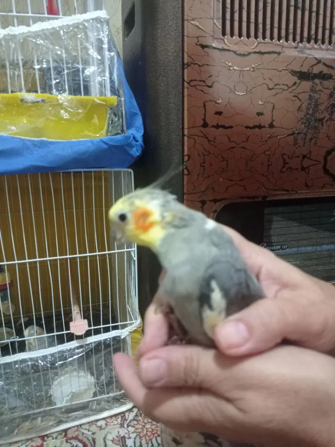 عروس هلندی|پرنده|مشهد, ویلاشهر|دیوار