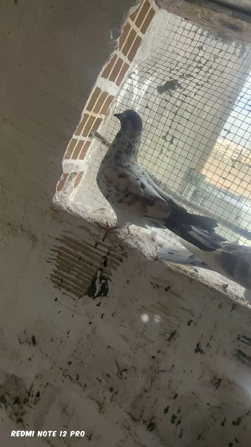 ۶عدد کفتر خوب پرشی|پرنده|سیرجان, |دیوار