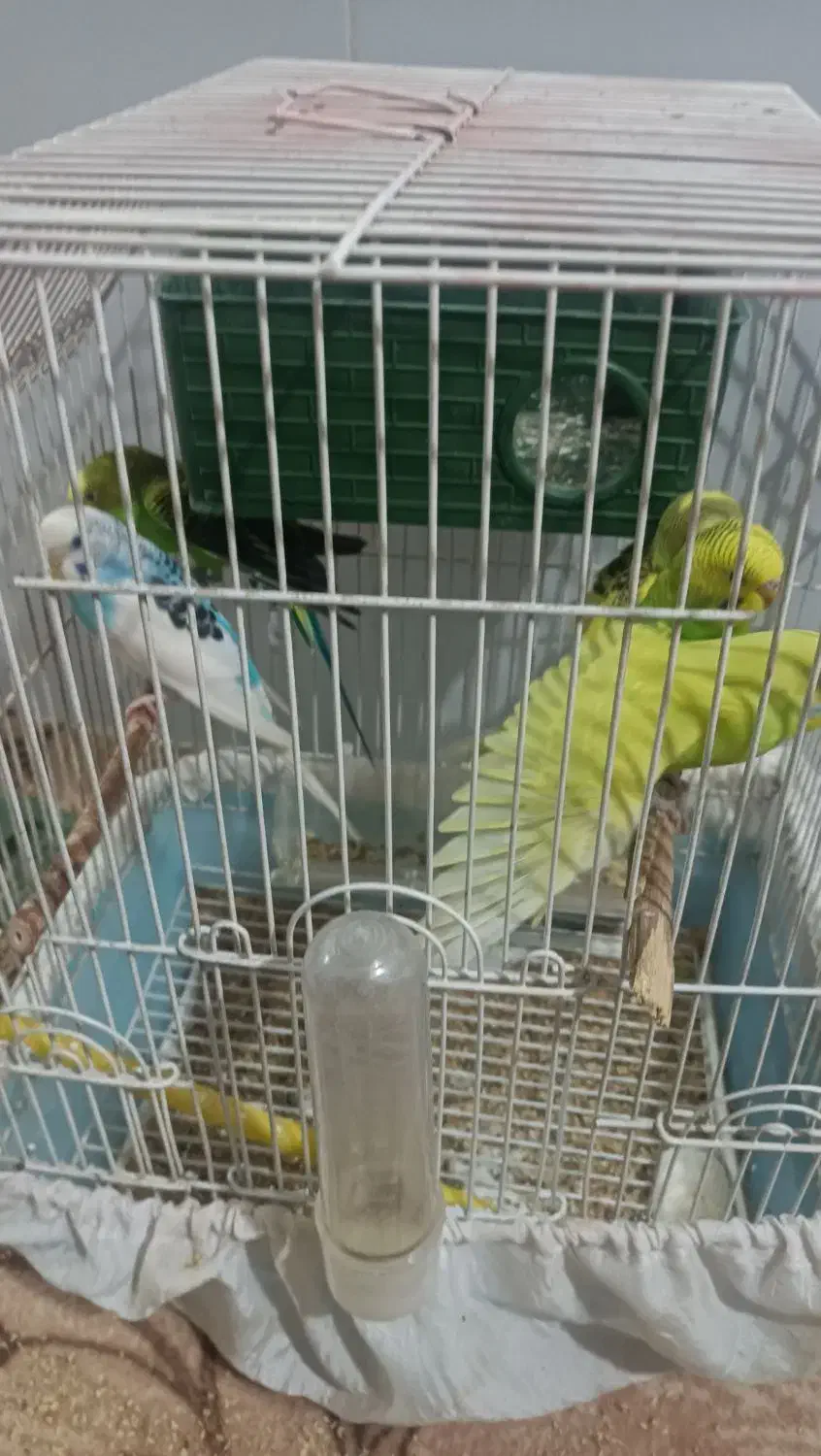 مرغ عشق|پرنده|سروآباد, |دیوار