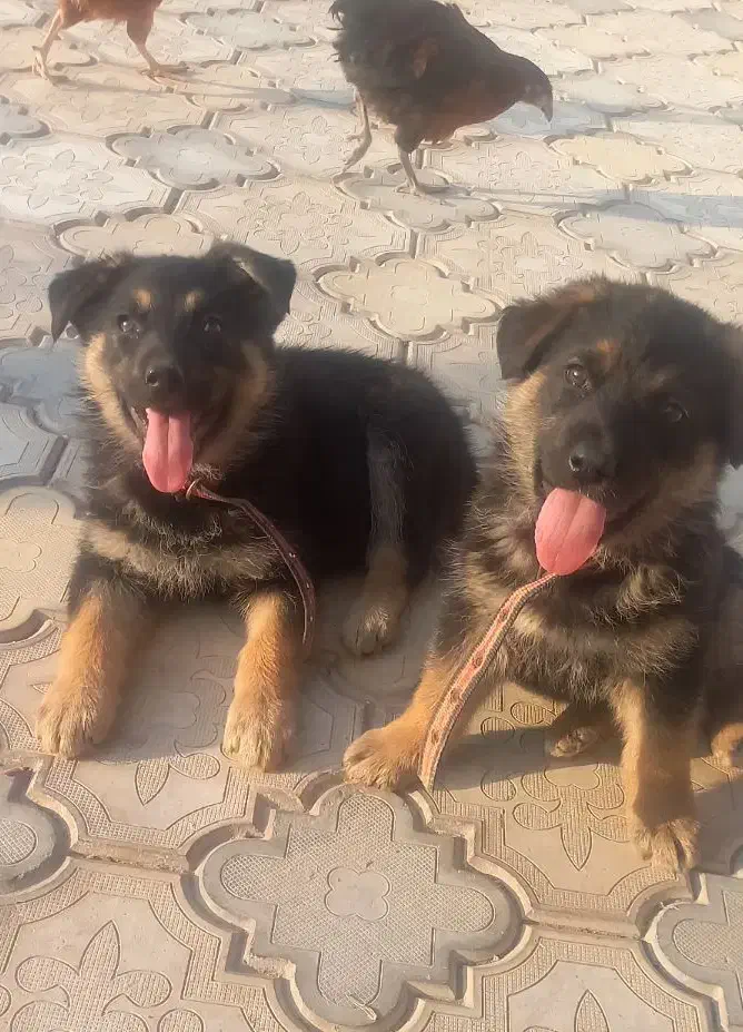 توله سگ ژرمن اصل واگذار میگردد|سگ|شهریار, اصیل آباد|دیوار