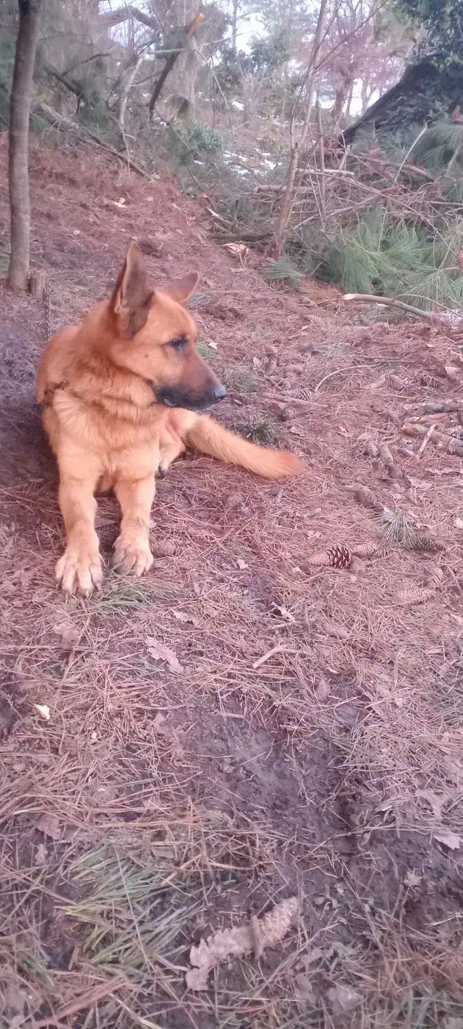 ژرمن|سگ|لاهیجان, یوسف آباد|دیوار