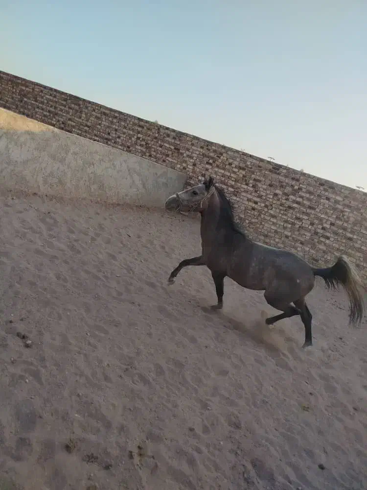 اسب نریان آرام و عالی.تخیف توپ پای قرارداد|اسب و تجهیزات اسبسواری|رفسنجان, |دیوار