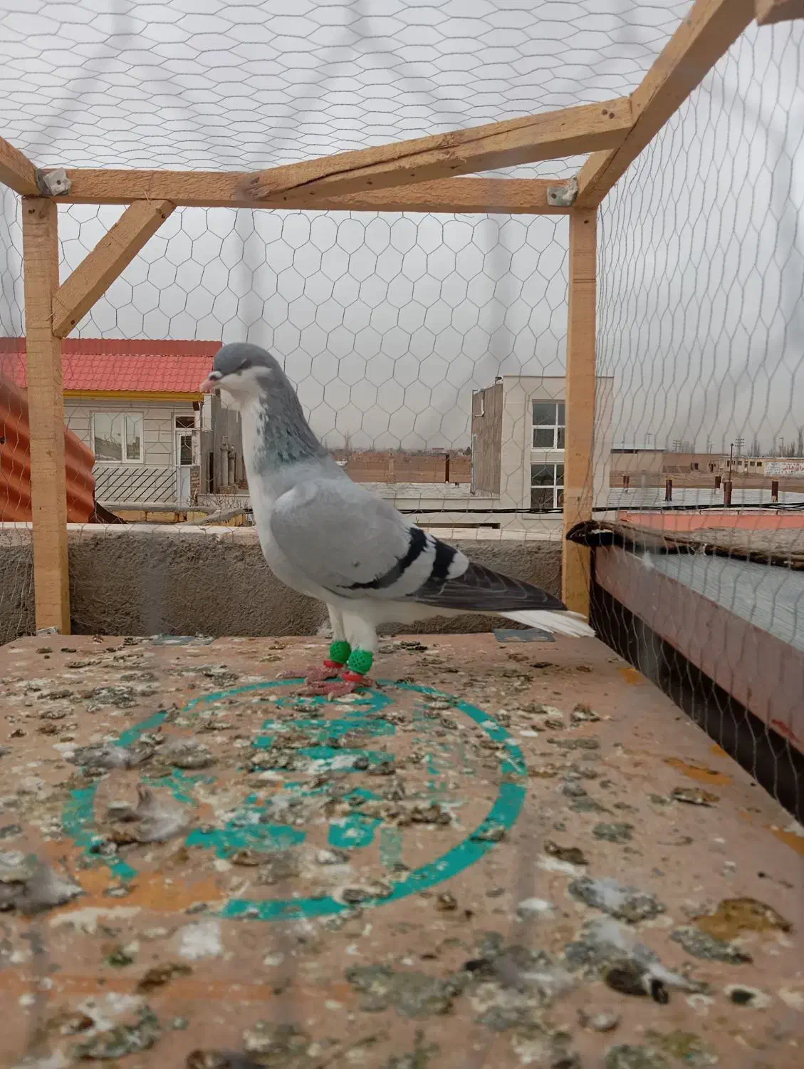 کبوتر رنگی|پرنده|اسفرورین, |دیوار