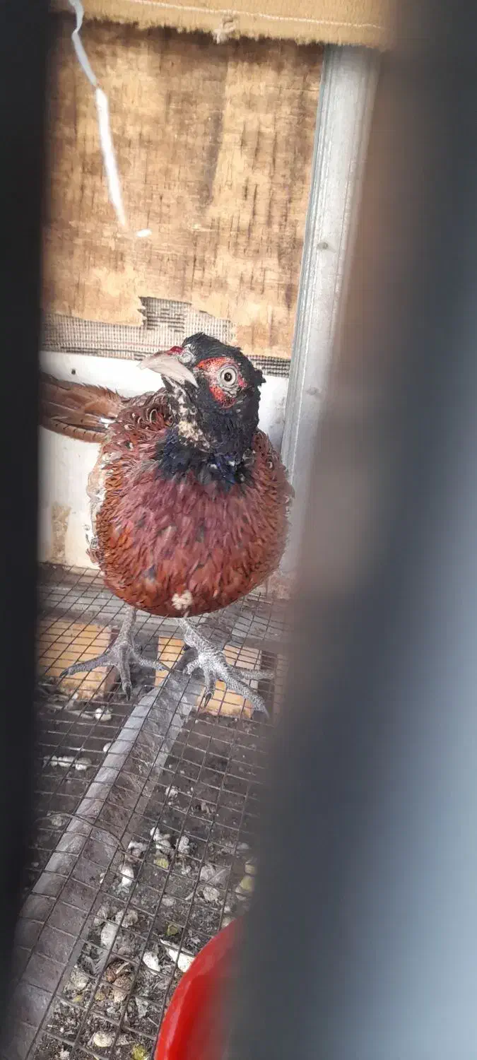 خروس|حیوانات مزرعه|مینودشت, |دیوار