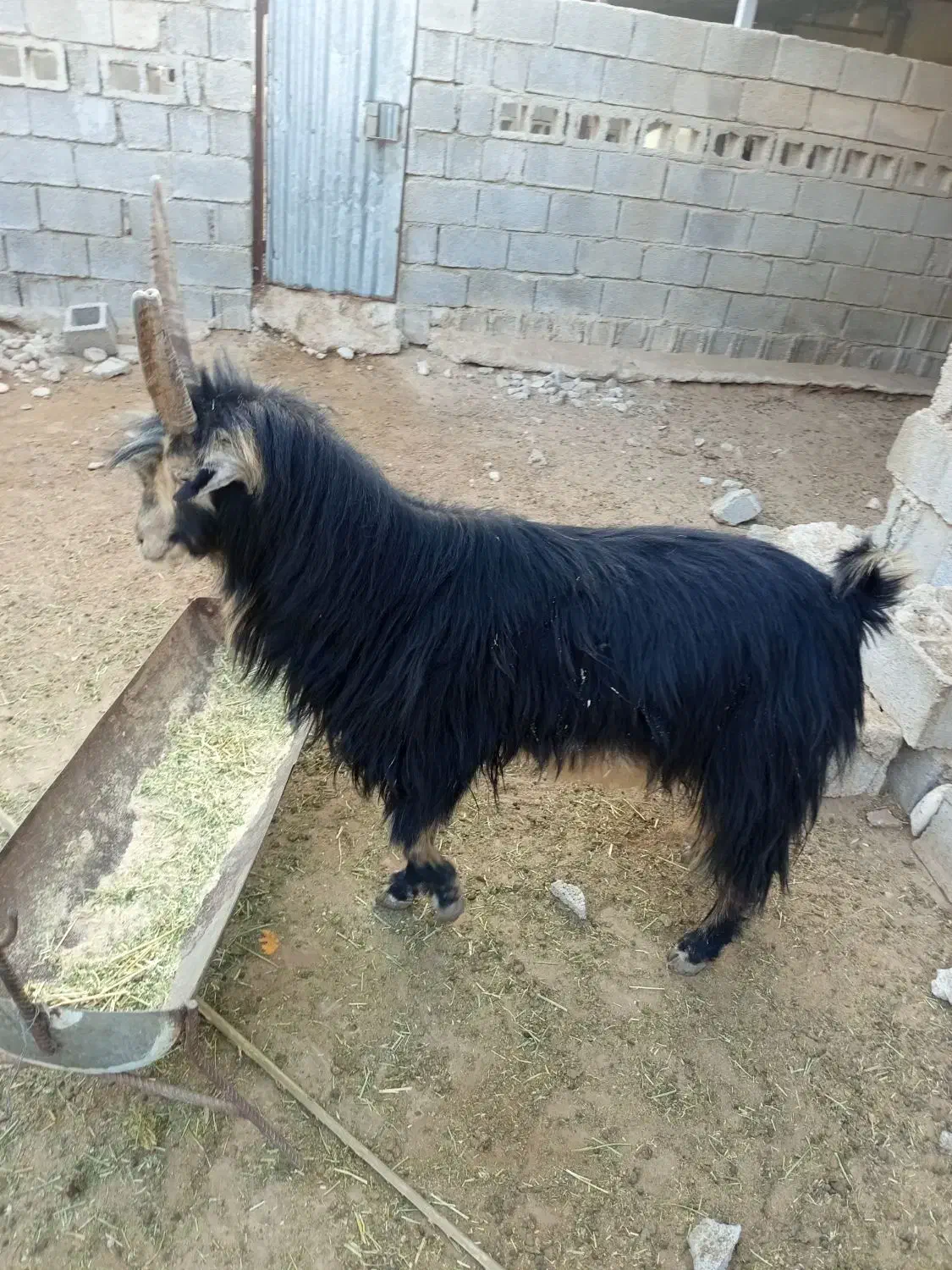 یک پازن فروشی|حیوانات مزرعه|برازجان, |دیوار