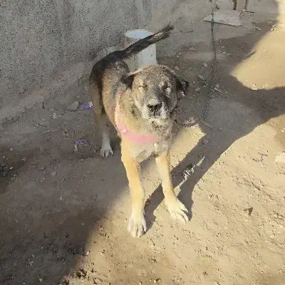 سگ سرابی|سگ|اسلامشهر, شاطره|دیوار