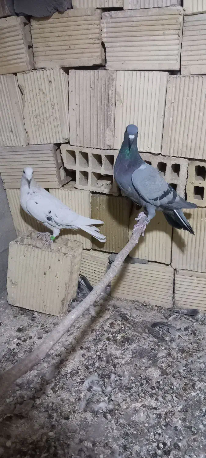 پلاکی . دورگ . خوشرنگ.|پرنده|مبارکه, |دیوار