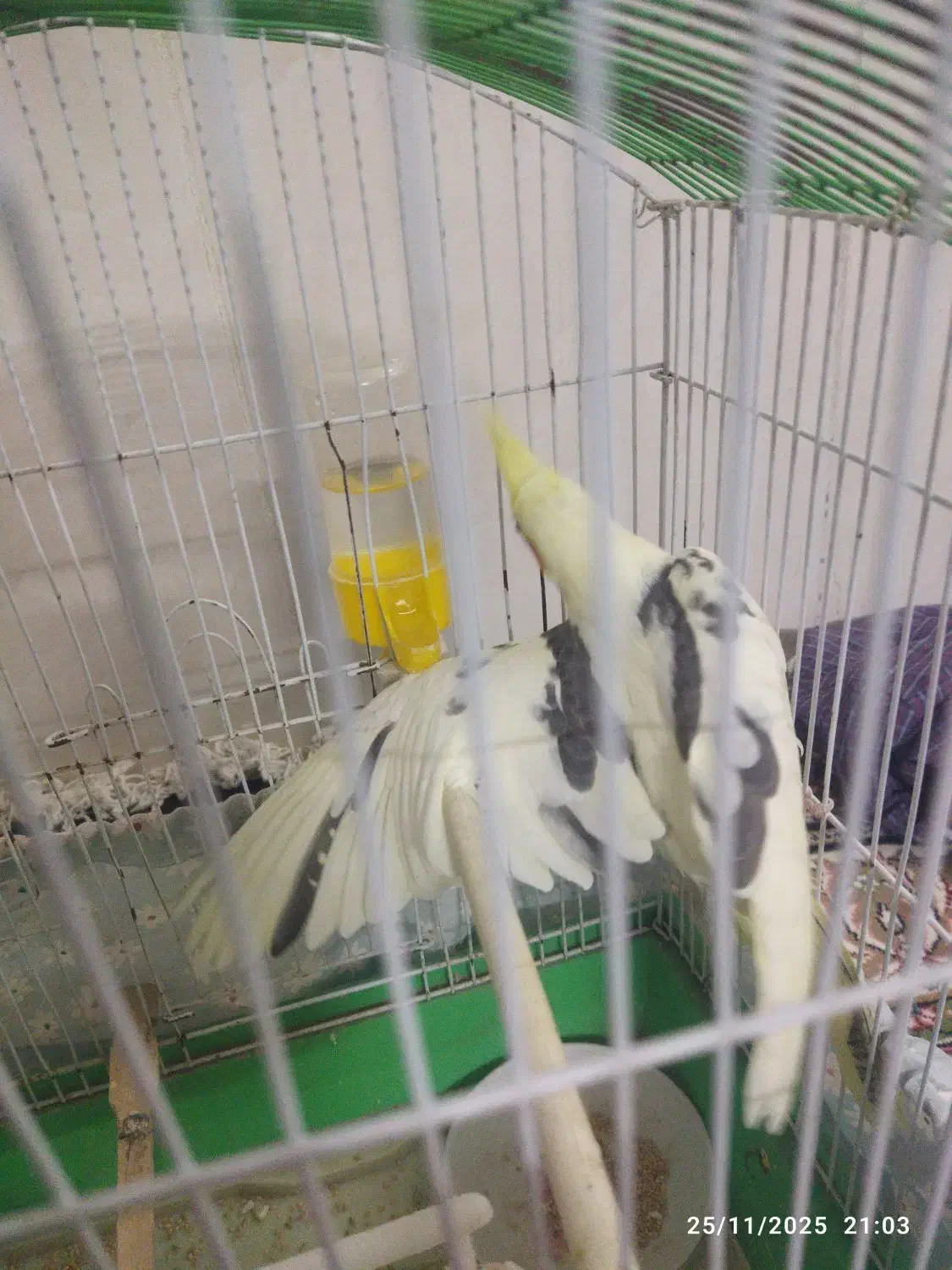 جوجه دوکت|پرنده|سبزوار, باهنر|دیوار