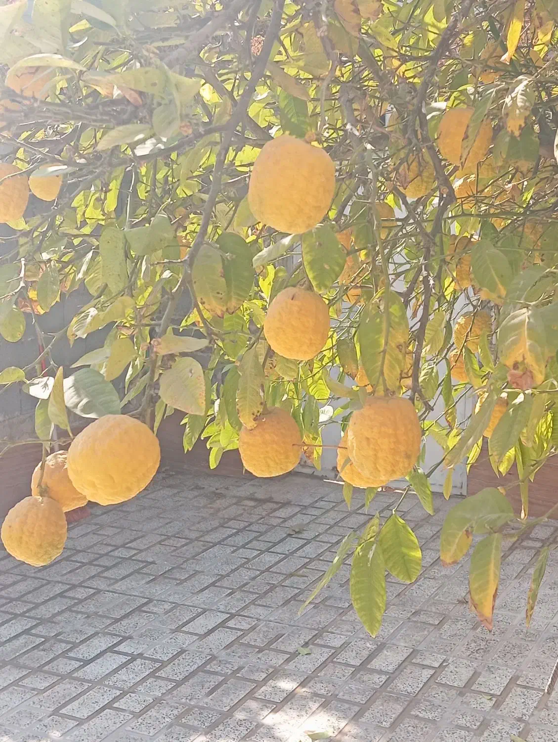 فروش بالنگ ارگانیک|خوردنی و آشامیدنی|مرودشت, شهرک مهدیه|دیوار