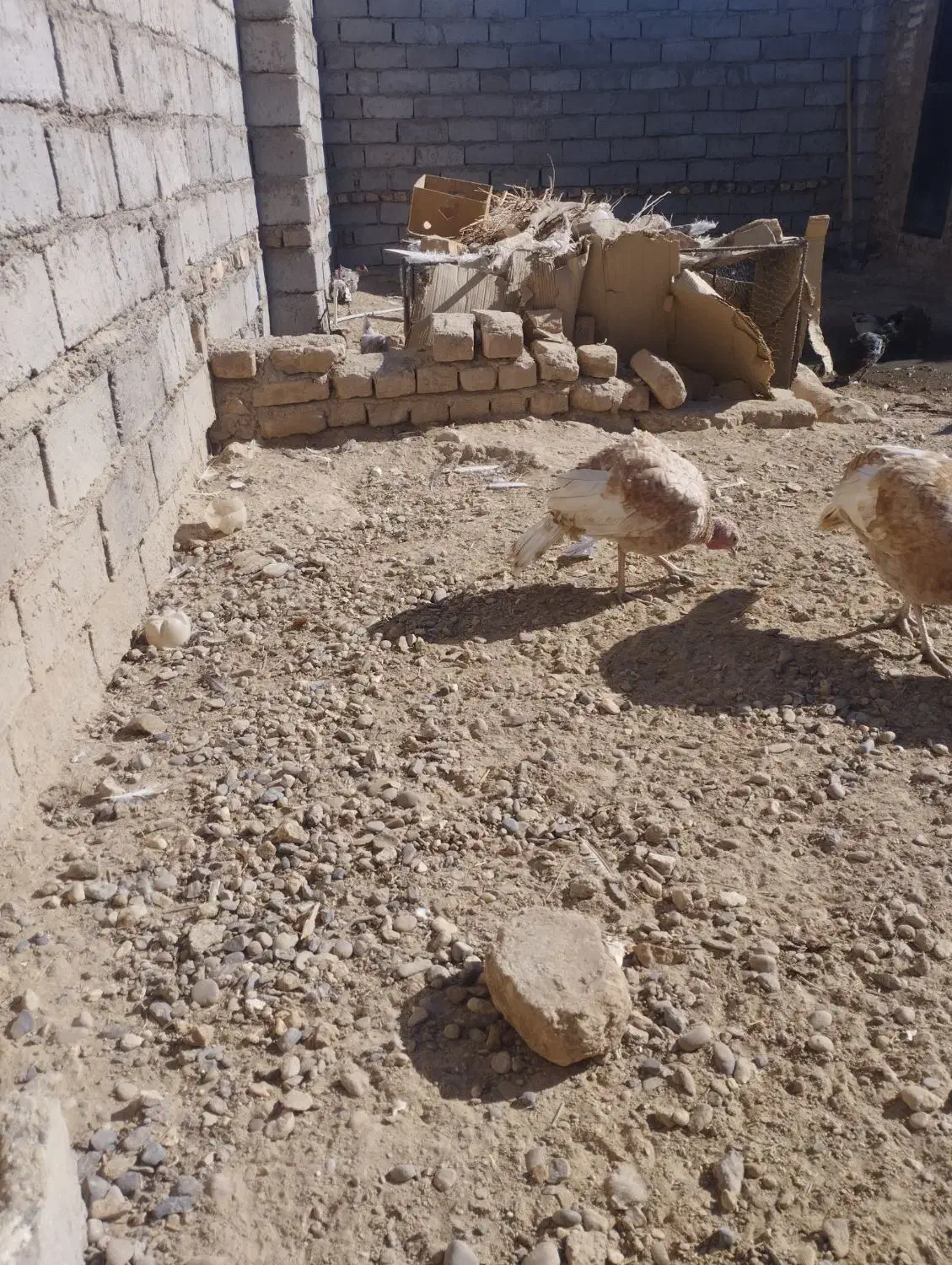 اردک خارجی بوقلمون مرغ قوقاز|حیوانات مزرعه|زابل, |دیوار