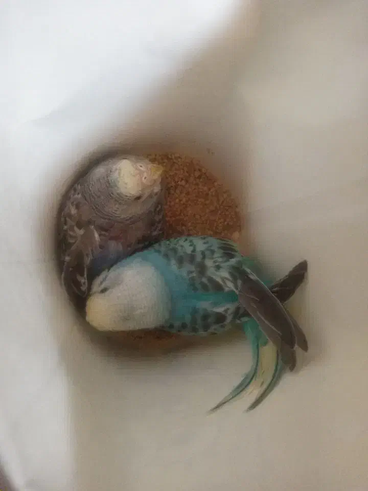 دو عدد جوجه مرغ عشق آماده اموزش|پرنده|بندر کنگان, |دیوار